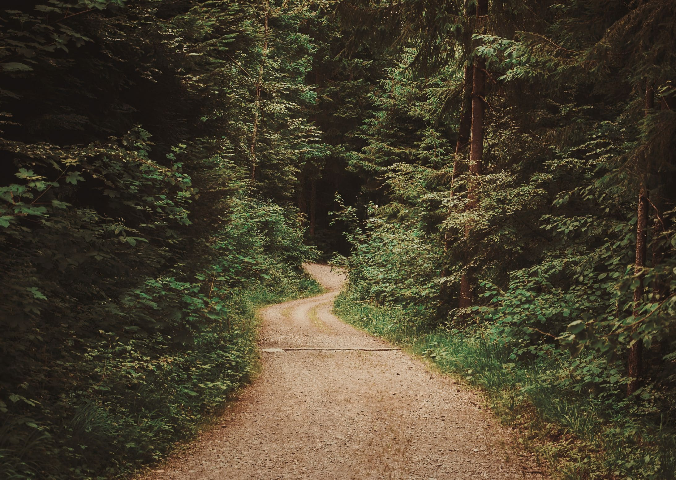 Weg im Wald